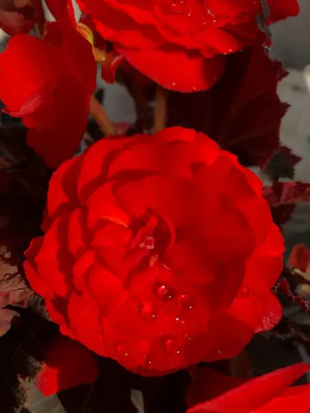 Krásné Červené Květy Zahradě — Stock fotografie