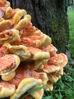 Portakal mantarı ve yosun.