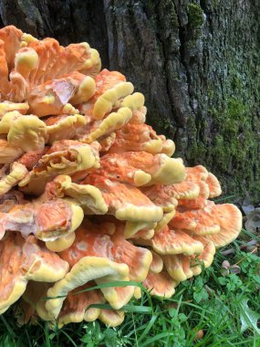 Portakal mantarı ve yosun.