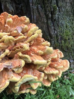 Portakal mantarı ve yosun.