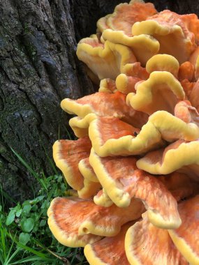 Portakal mantarı ve yosun.