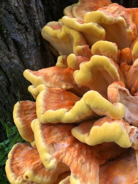 Portakal mantarı ve yosun.