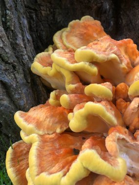 Portakal mantarı ve yosun.