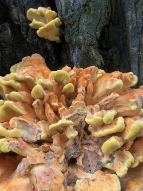 Portakal mantarı ve yosun.