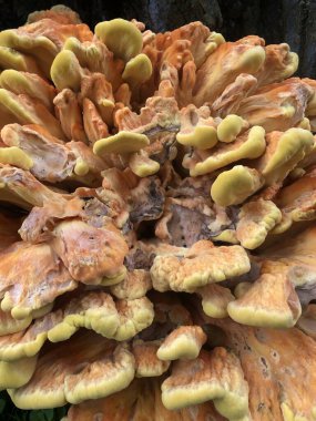 Portakal mantarı ve yosun.