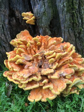 Portakal mantarı ve yosun.