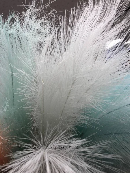 Plumes Pelucheuses Blanches Vertes — Photo