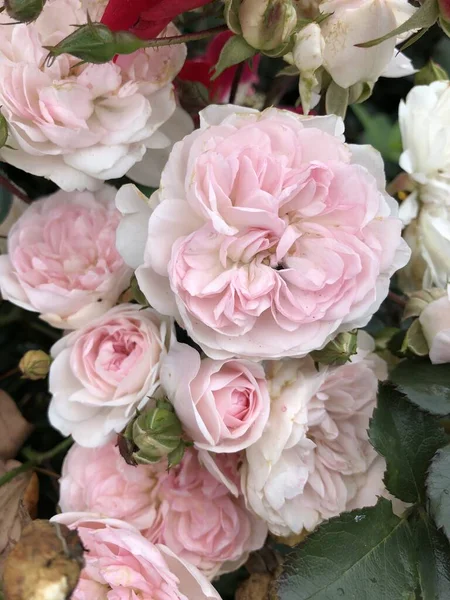 Hermosas Rosas Rosadas Jardín — Foto de Stock