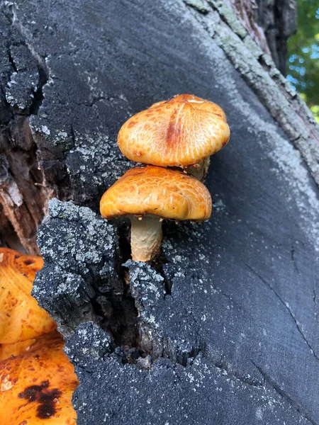 Las Setas Rojas Sobre Árbol — Foto de Stock