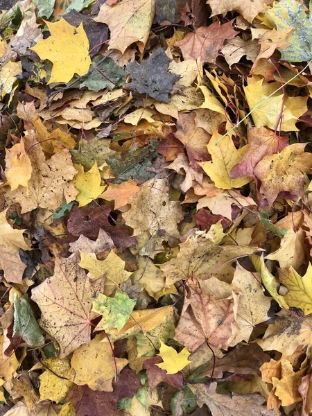 Feuillage Automne Dans Parc — Photo