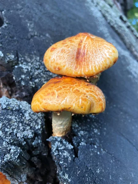 Rote Pilze Auf Einem Baum — Stockfoto