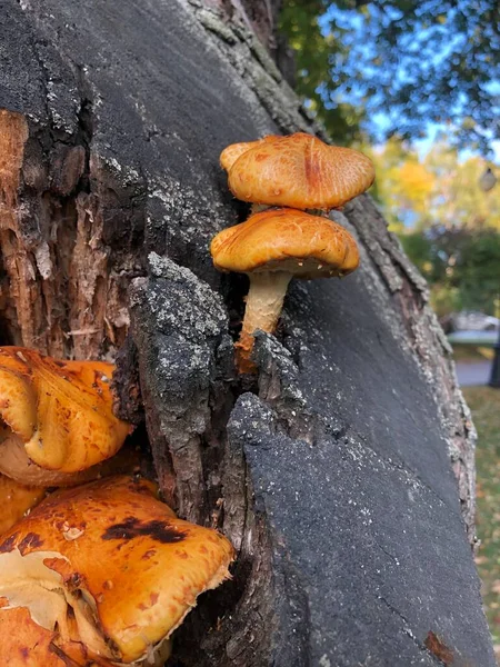 Rote Pilze Auf Einem Baum — Stockfoto