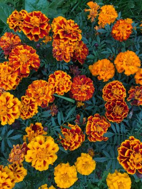 Güzel turuncu ve sarı çiçekler