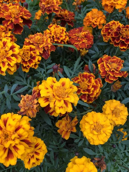Schöne Orange Und Gelbe Blüten — Stockfoto