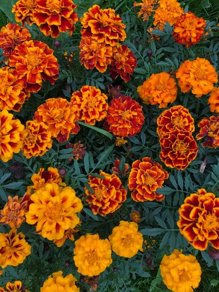 Schöne Orange Und Gelbe Blüten — Stockfoto