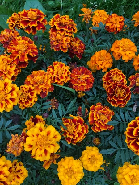 Schöne Orange Und Gelbe Blüten — Stockfoto