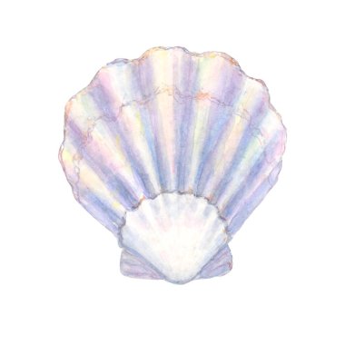 Deniz kabuğu suluboya çizimi. Suluboya el beyaz arka planda izole deniz kabuğu çizdi. Deniz altı element tasarımı. Tebrik kartı, duvar kağıdı, kumaş, ambalaj kağıdı, pankart için yazdır.