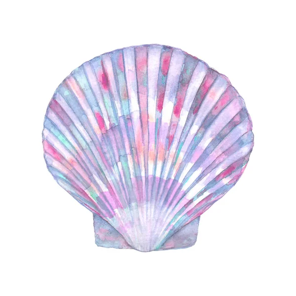 Seashell Watercolor Illustration Watercolour Hand Drawn Sea Shell Isolated White — Stock Photo, Image