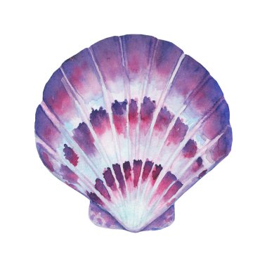 Deniz kabuğu suluboya çizimi. Suluboya el beyaz arka planda izole deniz kabuğu çizdi. Deniz altı element tasarımı. Tebrik kartı, duvar kağıdı, kumaş, ambalaj kağıdı, pankart için yazdır.
