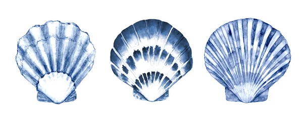 Seashell Ustawić Ilustrację Akwarela Akwarela Ręcznie Rysowane Muszle Morskie Izolowane — Zdjęcie stockowe