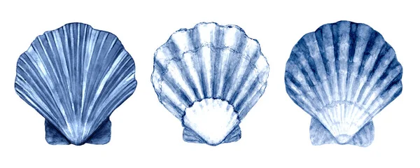 Seashell Ustawić Ilustrację Akwarela Akwarela Ręcznie Rysowane Muszle Morskie Izolowane — Zdjęcie stockowe