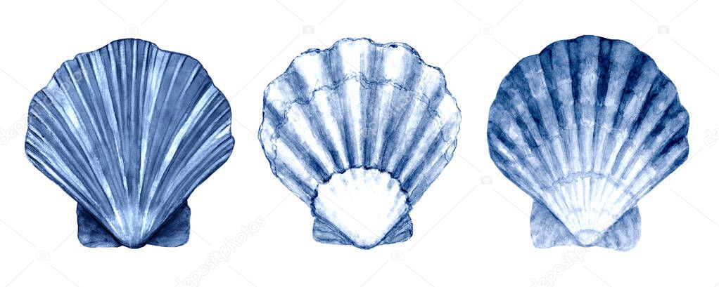 Seashell set watercolor illustration. Watercolour hand drawn sea shells isolated on white background. Marine blue navy underwater elements design. Print for greeting card, wallpaper, fabric, banner.