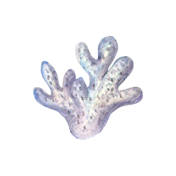 Meer Aquarell Illustration Aquarell Handgezeichnete Koralle Isoliert Auf Weißem Hintergrund — Stockfoto