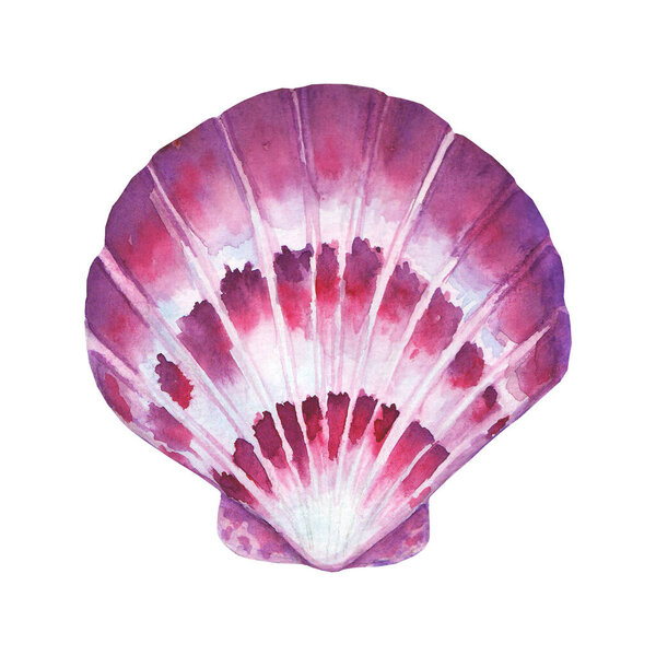 Seashell watercolor illustration. Watercolour hand drawn sea shell isolated on white background. Marine underwater element design. Print for greeting card, wallpaper, fabric, wrapping paper, banner.