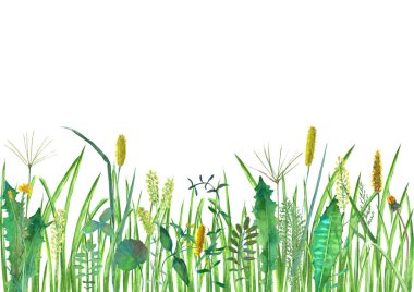 Çayır çiçekleri, otlar, otlar. Suluboya el, beyaz arka plana botanik çizimler yaptı. Çiçekli suluboya bitkisel süs. Yatay arkaplan.