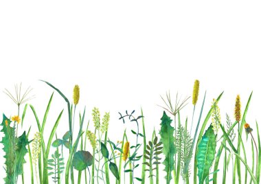 Çayır çiçekleri, otlar, otlar. Suluboya el, beyaz arka plana botanik çizimler yaptı. Çiçekli suluboya bitkisel süs. Yatay arkaplan.