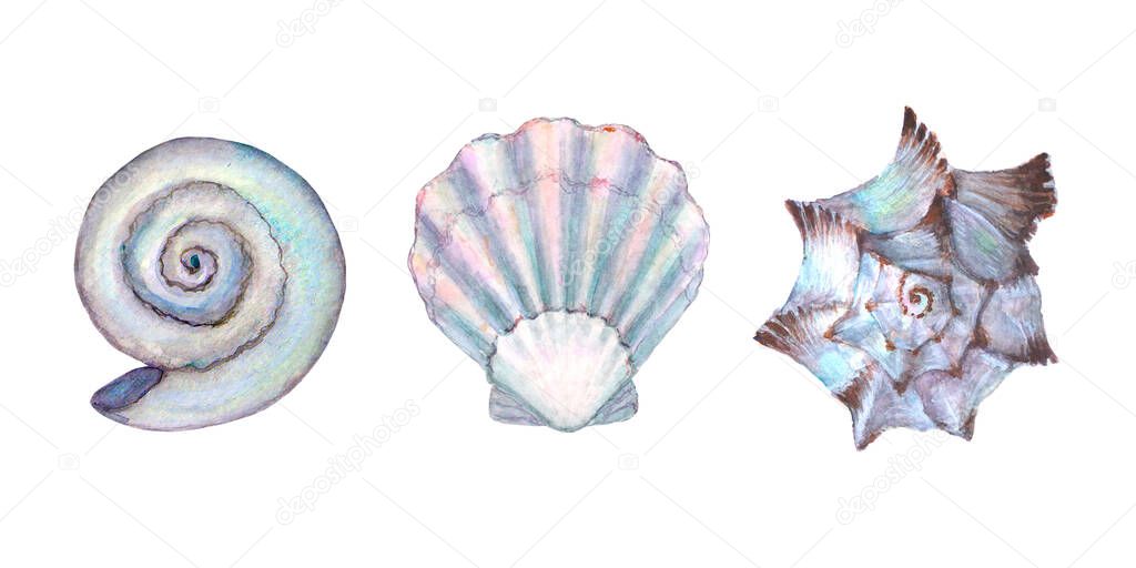 Seashell set watercolor illustration. Watercolour hand drawn sea shells isolated on white background. Marine pearl underwater elements design. Print for greeting card, wallpaper, fabric, banner.