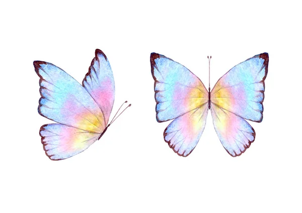 Υδατογραφία Βοτανικό Καλοκαιρινό Σετ Πολύχρωμες Πεταλούδες Υδατογραφία Ζωγραφισμένη Στο Χέρι — Φωτογραφία Αρχείου