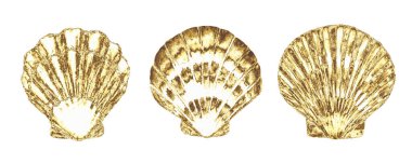 Deniz kabuğu çizimi. El çizimi sarı deniz kabukları beyaz arka planda izole edilmiş. Deniz altı elementleri tasarımı. Tebrik kartı, duvar kağıdı, kumaş, afiş için yazdır.