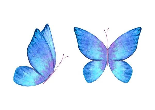 水彩斑斓的植物夏天集五彩斑斓的蝴蝶 水彩画手绘植物学蝴蝶图为面料 包装纸设计印刷 — 图库照片