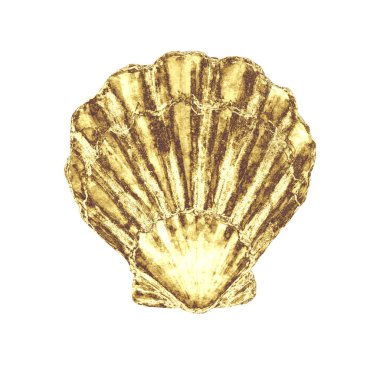 Deniz kabuğu çizimi. El çizimi sarı deniz kabuğu beyaz arka planda izole edilmiş. Deniz altı element tasarımı. Tebrik kartı, duvar kağıdı, kumaş, afiş için yazdır.