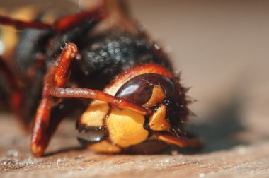 böcek hornet portre