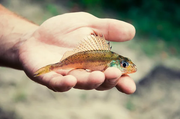 Poisson à poils repose sur la paume Photos De Stock Libres De Droits