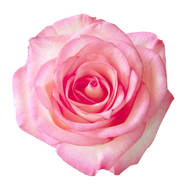 Rose isoliert auf Weiß — Stockfoto