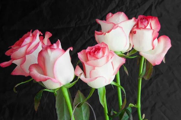 Koyu arkaplanda gül