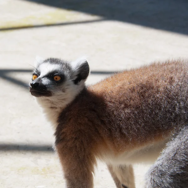 Rolig Lemur catta — Stockfoto