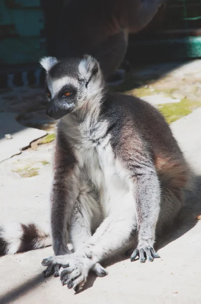 Funny Lemur catta — Stock Photo, Image