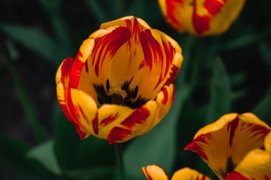 Baharda çok renkli laleler yakın planda büyür.