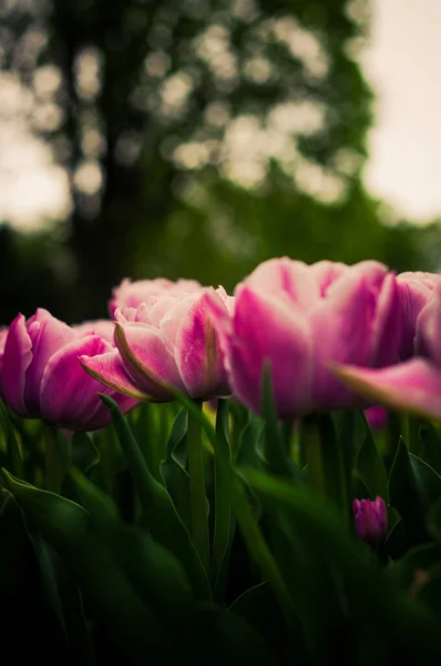 Розовые Тюльпаны Весной Открытом Воздухе Растут Крупным Планом — стоковое фото