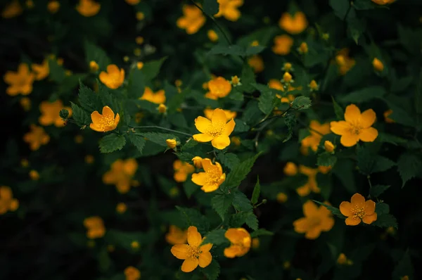 Amarelo Flor Keriya Japonês Arbusto Primavera — Fotografia de Stock