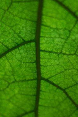 Damar dokusunda yeşil yaz yaprağı