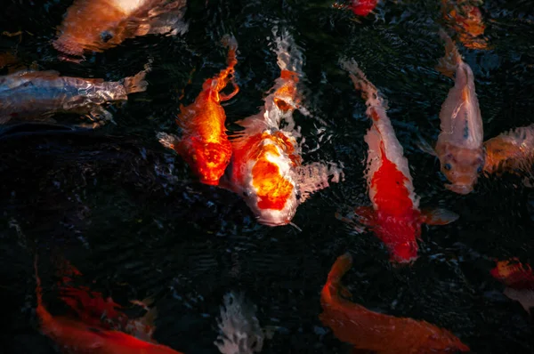 Peces Multicolores Agua Borrosa Cerca — Foto de Stock