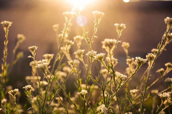 Fleurs Berteroa Coucher Soleil Dans Fond Ciblé Images De Stock Libres De Droits