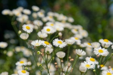 küçük beyaz papatya