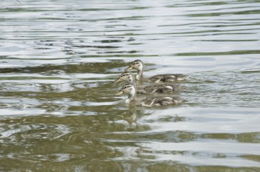 Üç ördek Yüzme