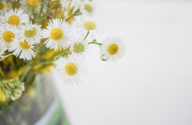 küçük beyaz papatya